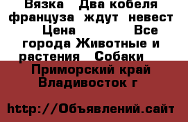  Вязка ! Два кобеля француза ,ждут  невест.. › Цена ­ 11 000 - Все города Животные и растения » Собаки   . Приморский край,Владивосток г.